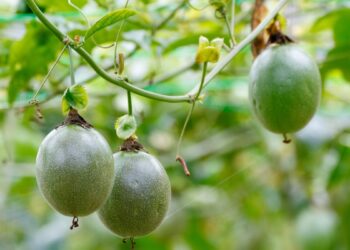 Maracujá (imagem: Canva)