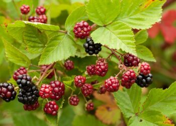 Pé de amora (imagem: Canva)