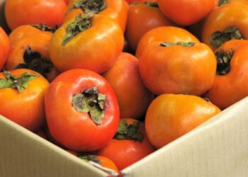 Caqui (imagem: Canva)