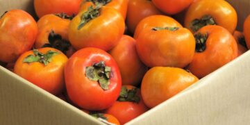 Caqui (imagem: Canva)