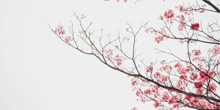 Cerejeira (imagem: Canva)