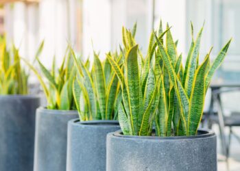 Espada de São Jorge (imagem: Canva)