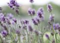Lavanda (imagem: Canva)