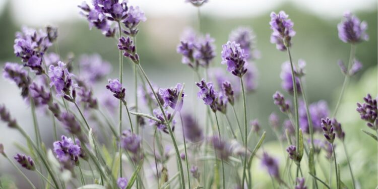 Lavanda (imagem: Canva)