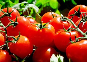 Tomate (imagem: Canva)