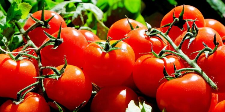 Tomate (imagem: Canva)