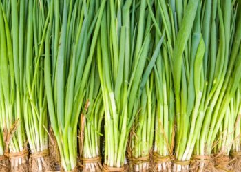 Cebolinha (imagem: Canva)