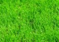Grama esmeralda (imagem: Canva)