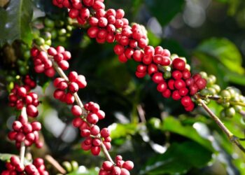 Expo Café Varre-Sai 2026: Datas confirmadas e o que esperar do evento