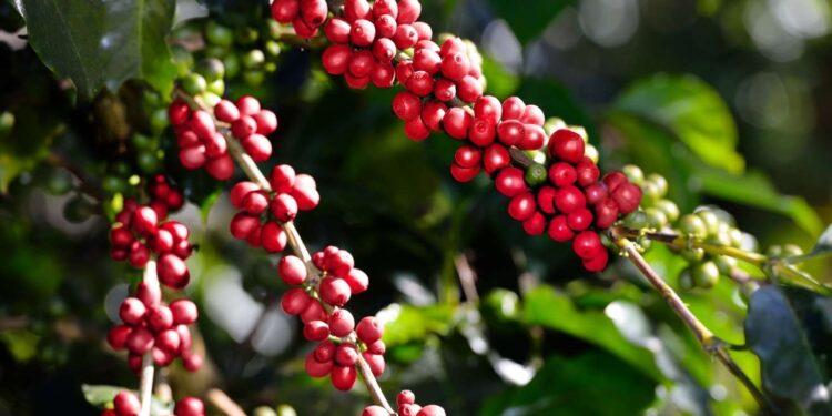 Café (Imagem: Canva)
