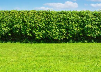 Cerca viva (imagem: Canva)