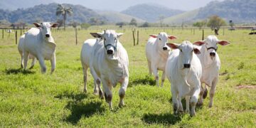 Gado (imagem: canva)