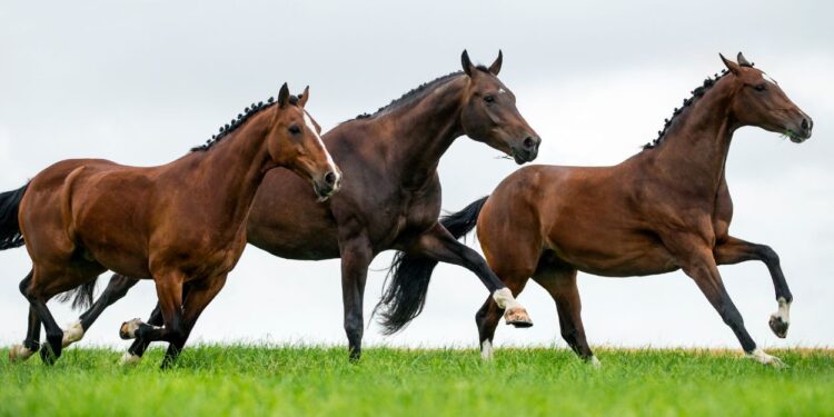 Cavalos (imagem: Canva)