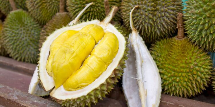 Durian (imagem: Canva)