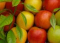 Frutas (imagem: Canva)