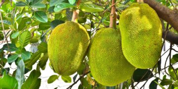Frutas que não são frutas: descubra a diferença