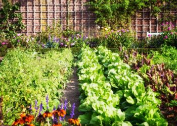 Plantas (imagem: Canva)