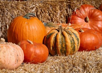 Abóbora (imagem: Canva)
