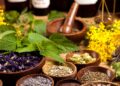 Plantas medicinais (imagem: Canva)