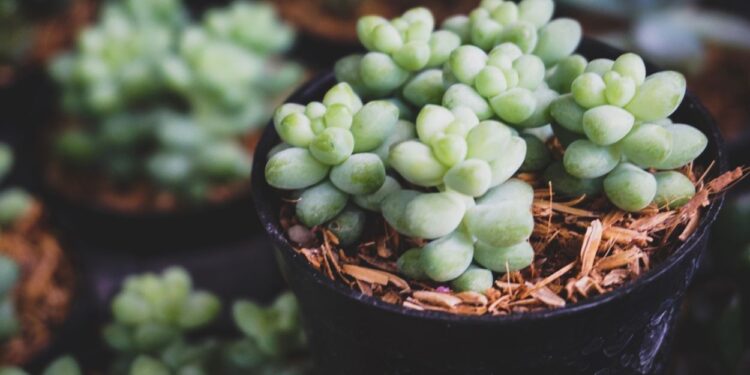 Suculentas (imagem: Canva)