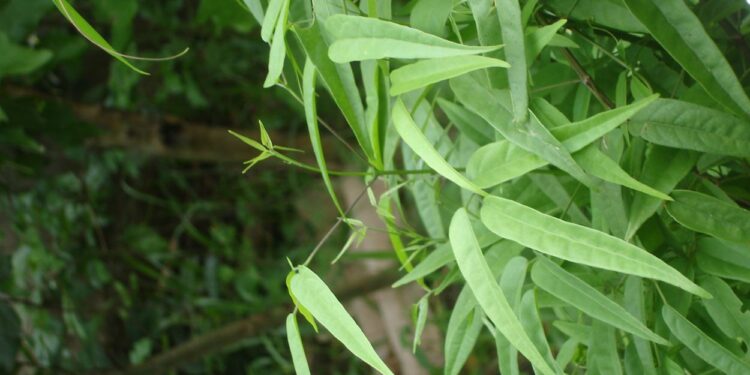 Crajiru (imagem: Wikimedia Commons)