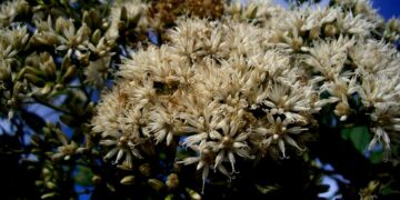 Guaco (imagem: Canva)