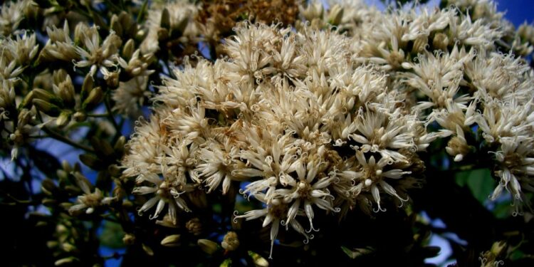 Guaco (imagem: Canva)