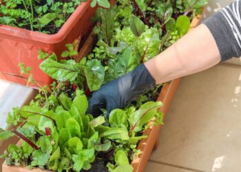 Horta em apartamento (imagem: Canva)