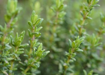 Tomilho (imagem: Canva)