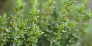 Tomilho (imagem: Canva)