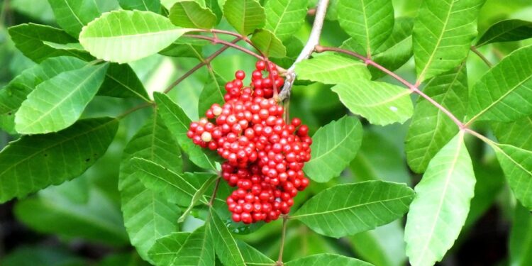 Aroeira (imagem: Canva)