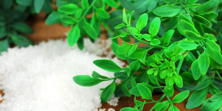 Arruda e sal grosso (imagem: Rodrigo Moreira - Getty Images via Canva)