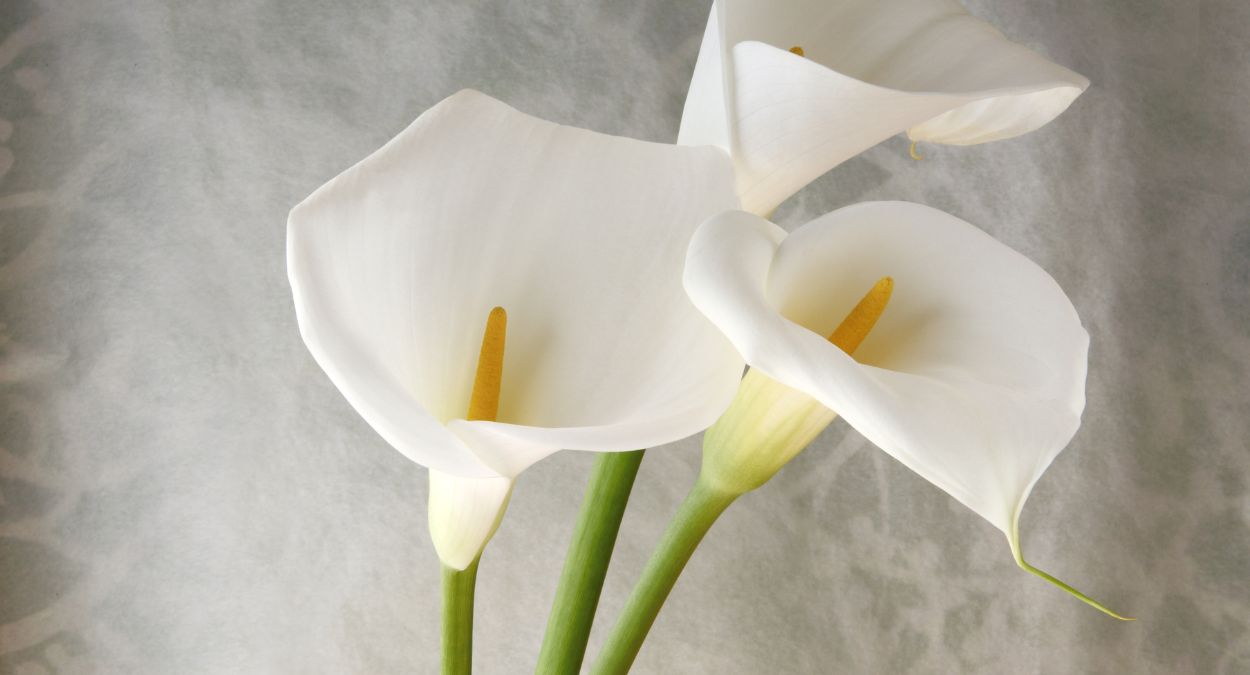 Flor copo de leite (imagem: Banco de imagens - Canva)