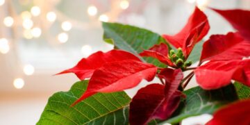 Poinsetia (imagem: Banco de imagens - Canva)
