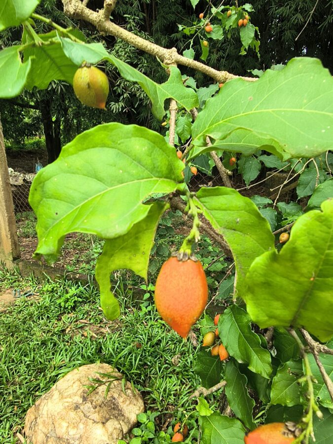 Cereja silvestre (imagem: Evandro Marques - Site Coisas da Roça)