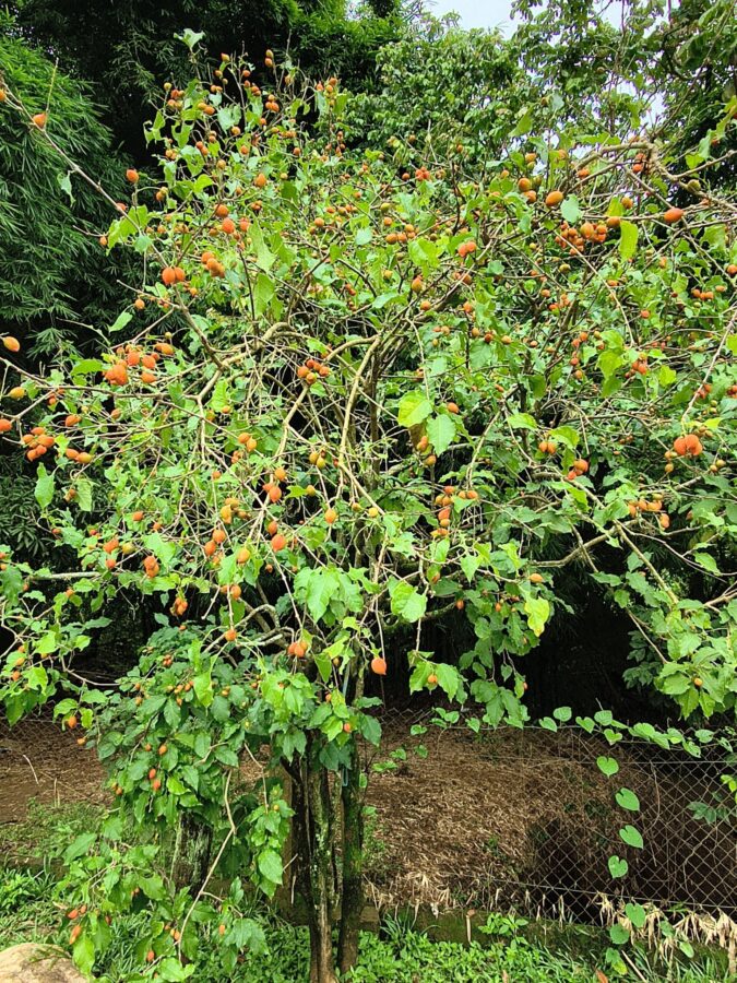 Cereja silvestre (imagem: Evandro Marques - Site Coisas da Roça)