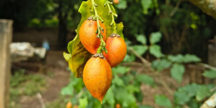 Ameixa-do-peru (imagem: Evandro Marques - Site Coisas da Roça)