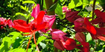 Flor Lágrima de Cristo (imagem: Evandro Marques - Site Coisas da Roça)
