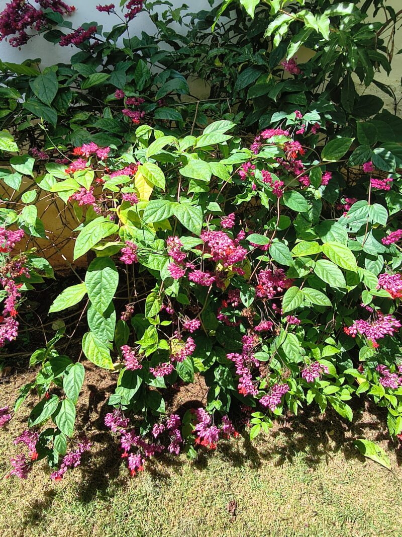 Lágrima de Cristo (imagem: Evandro Marques - Site Coisas da Roça)