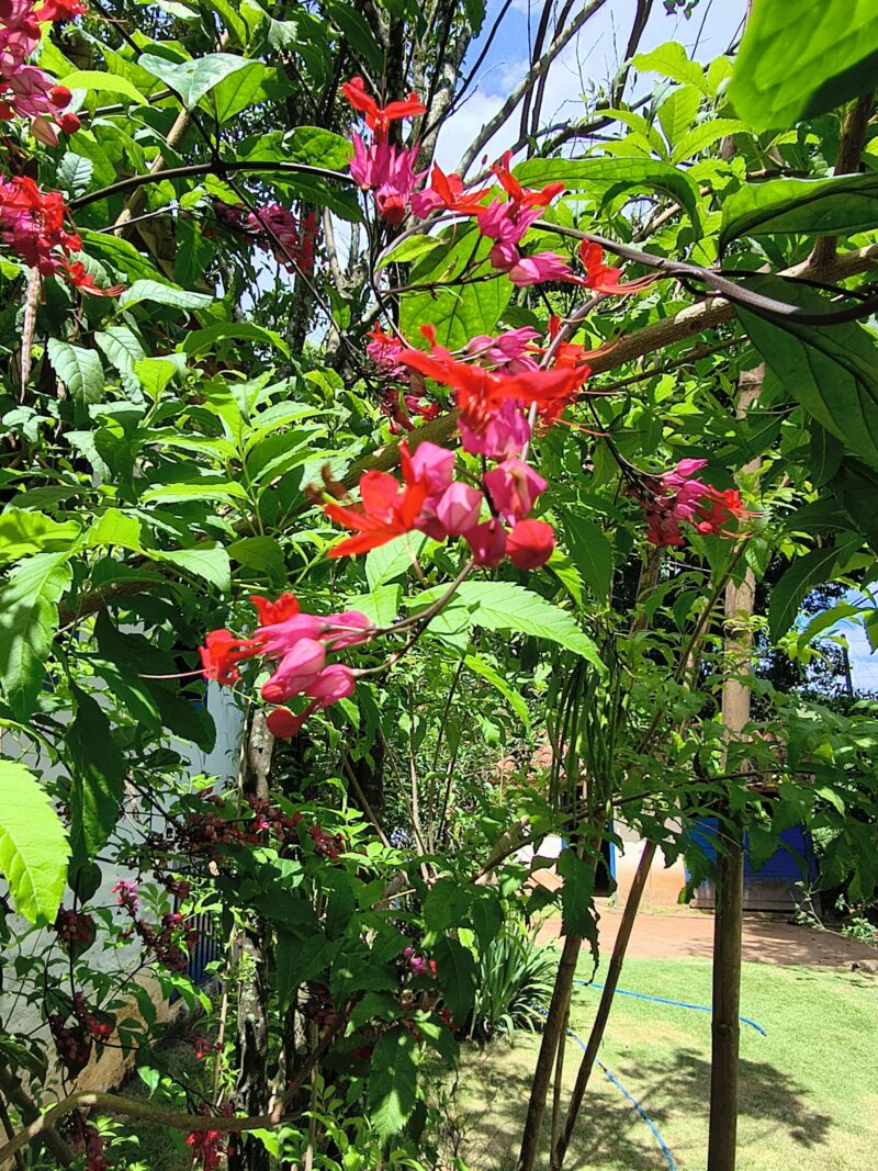 Flor da Lágrima de Cristo (imagem: Evandro Marques - Site Coisas da Roça)
