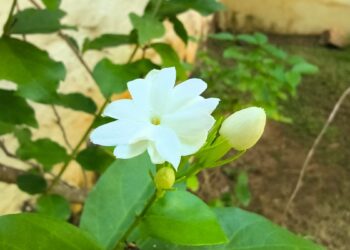 Jasmim-da-Arábia (imagem: Evandro Marques - Site Coisas da Roça)