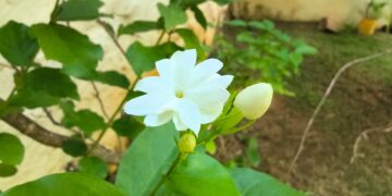 Jasmim-da-Arábia (imagem: Evandro Marques - Site Coisas da Roça)