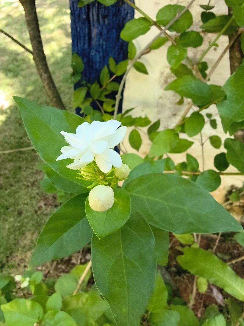 Jasmim-da-arábia (imagem: Evandro Marques - Site Coisas da Roça)