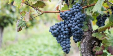 Uva (imagem: SusiB - Pixabay via Canva)