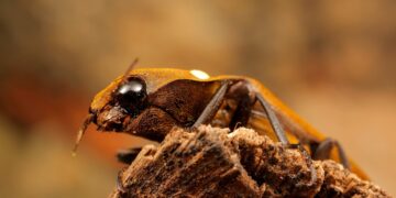 Este não é exatamente um vagalume, mas um Besouro-Click que também “acende” à noite o que parecem ser dois olhos