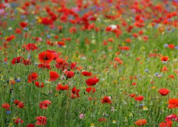 ExpoFlora 2026 abre vendas de ingressos para evento imperdível em Holambra