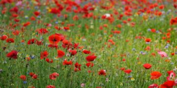 ExpoFlora 2026 abre vendas de ingressos para evento imperdível em Holambra