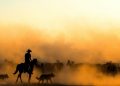 Rodeio (imagem: Esra Bürçün - Pexels via Canva)