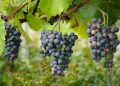 Vindima 2027: Colheita da uva, vinho e tradição na Serra Gaúcha